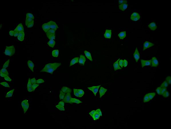 ENO1 Antibody