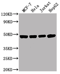 ENO1 Antibody