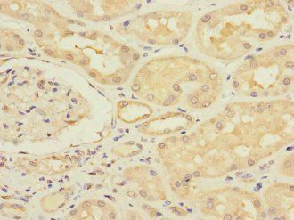 ERVFRD-1 Antibody