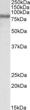 FACL4/ACSL4 Antibody