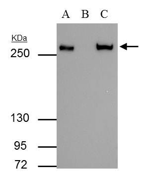 Fatty Acid Synthase Rabbit Polyclonal Antibody