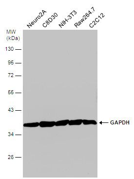 GAPDH Rabbit Polyclonal Antibody