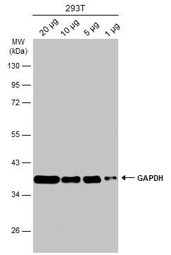 GAPDH Rabbit Polyclonal Antibody
