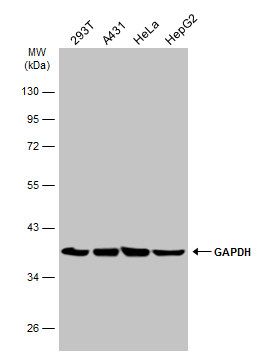 GAPDH Rabbit Polyclonal Antibody