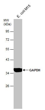 GAPDH Rabbit Polyclonal Antibody
