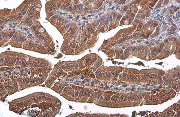 GAPDH Rabbit Polyclonal Antibody