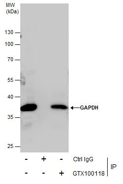 GAPDH Rabbit Polyclonal Antibody