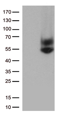 GCM1 Antibody