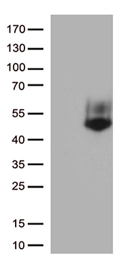 GCM1 Antibody