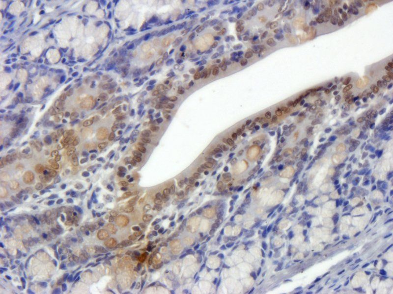 Ghrelin Rabbit Polyclonal Antibody