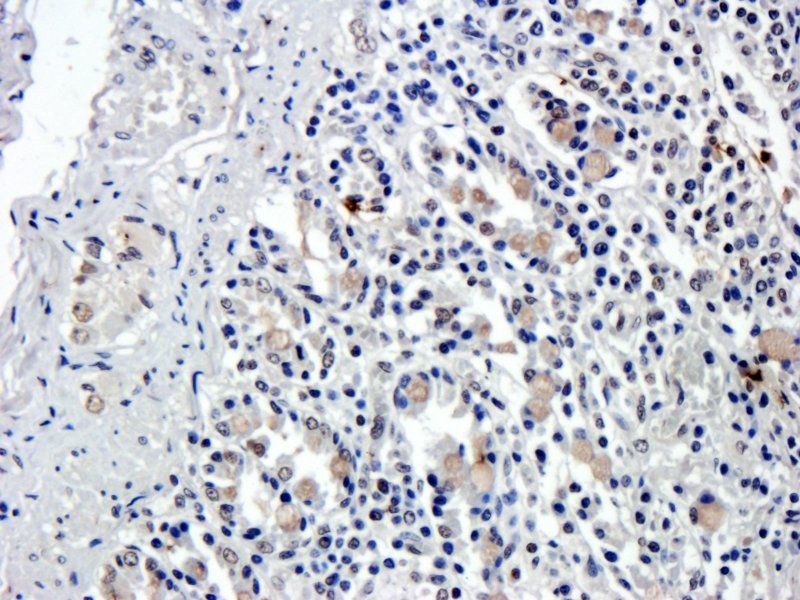 Ghrelin Rabbit Polyclonal Antibody