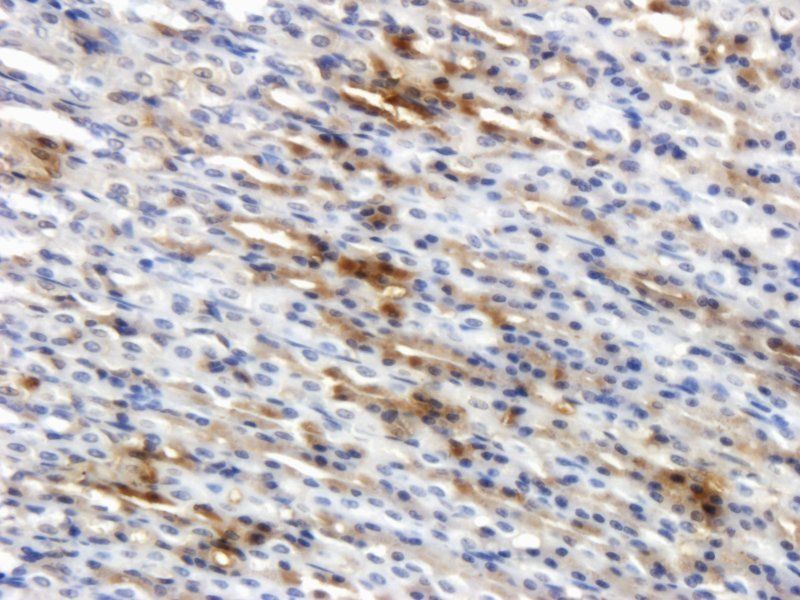 Ghrelin Rabbit Polyclonal Antibody