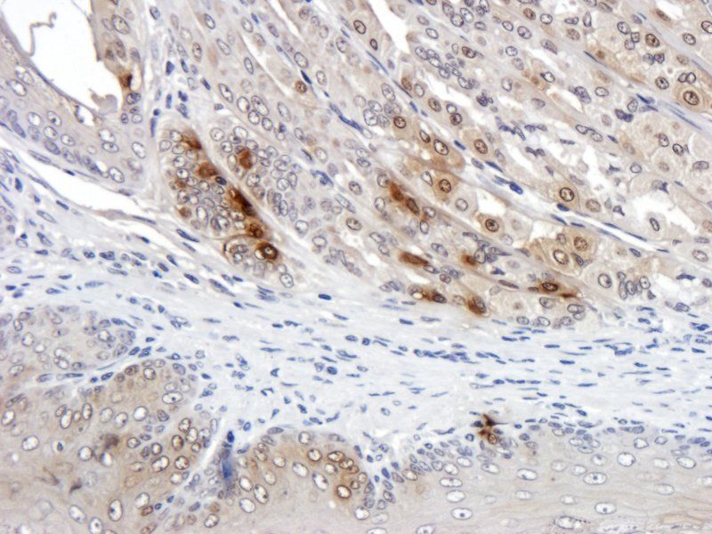 Ghrelin Rabbit Polyclonal Antibody