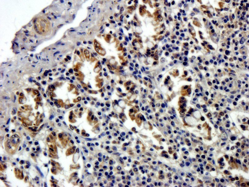 Ghrelin Rabbit Polyclonal Antibody