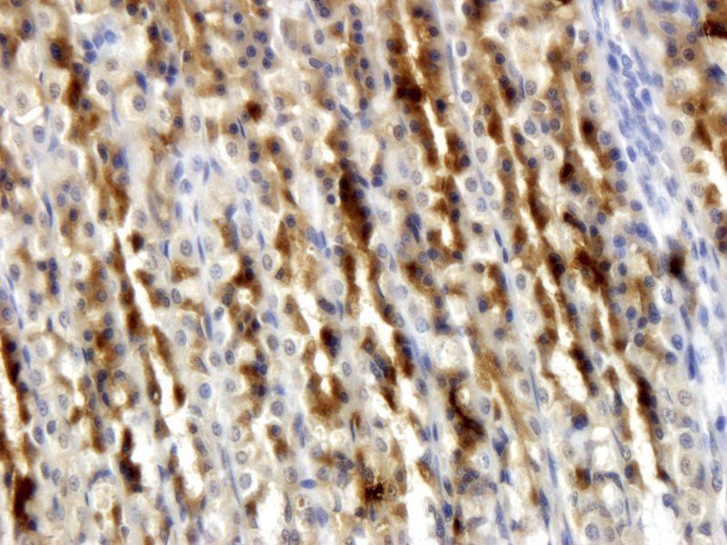 Ghrelin Rabbit Polyclonal Antibody