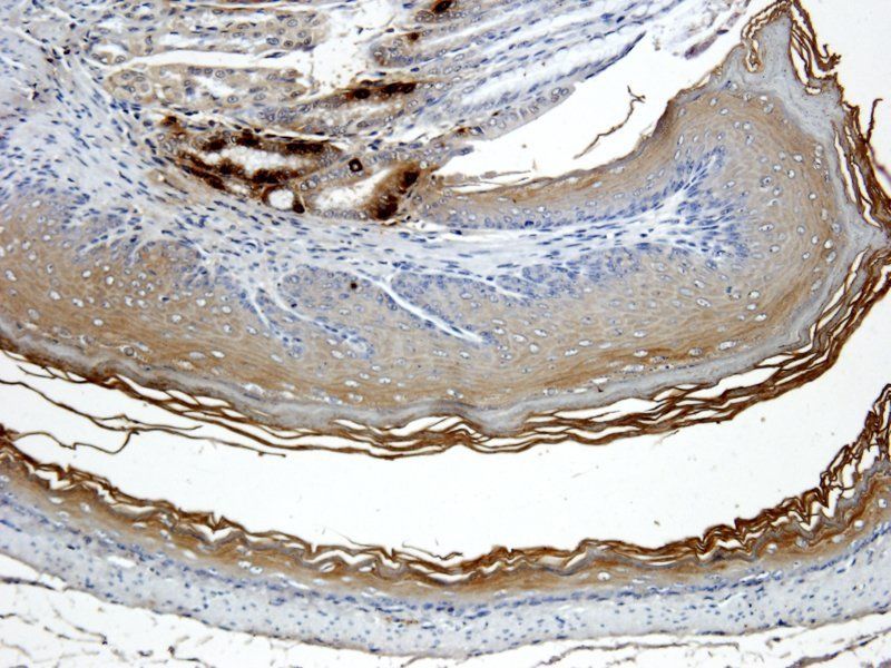 Ghrelin Rabbit Polyclonal Antibody