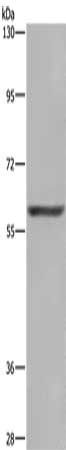 GLS Antibody