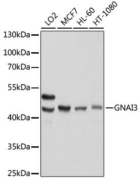 GNAI3 antibody