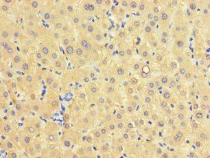 RIDA Antibody