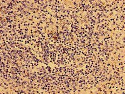 IL2RG Antibody