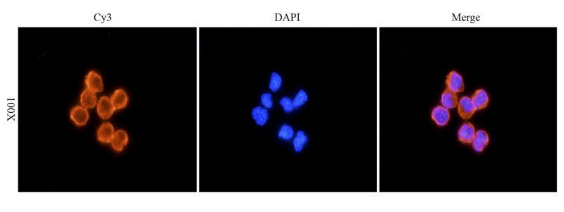 IL6 Rabbit Polyclonal Antibody