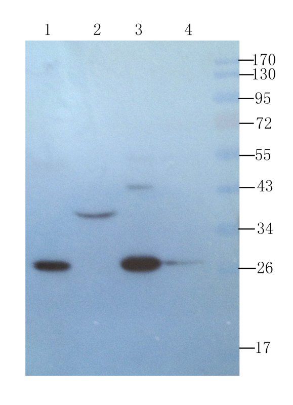 IL6 Rabbit Polyclonal Antibody