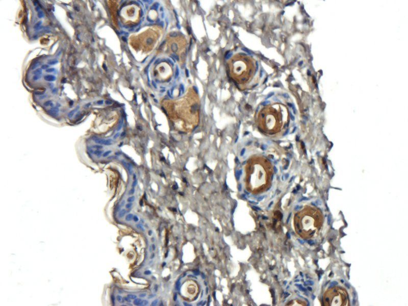 IL6 Rabbit Polyclonal Antibody