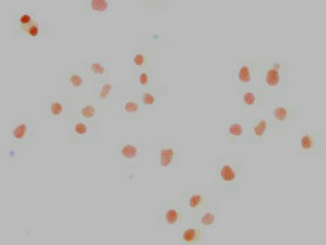 NANOG Antibody