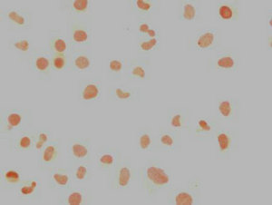 NANOG Antibody