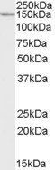 Neurexin 1 Antibody