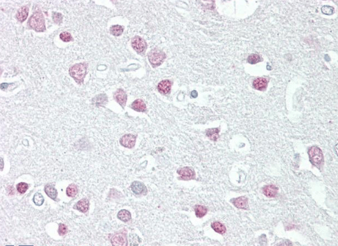 Goat anti-MC5R Antibody
