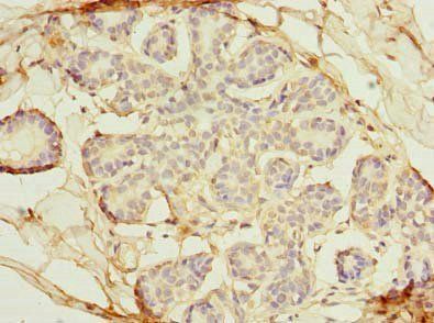 OSGIN2 Antibody