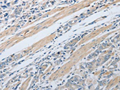PXN Antibody
