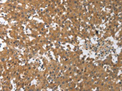 PXN Antibody