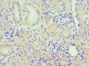 PAX6 Antibody