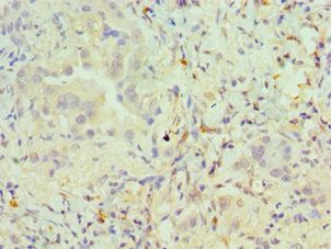 PAX6 Antibody