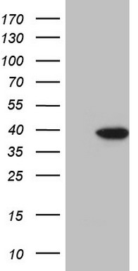 PDGF Receptor alpha Antibody