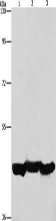 PGK1 Antibody
