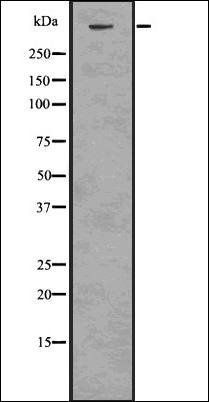 Phospho-ATR (Ser428) Antibody