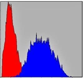 PINCH Antibody