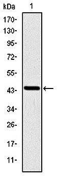 PINCH Antibody
