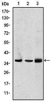 PINCH Antibody