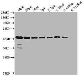 PKM Antibody