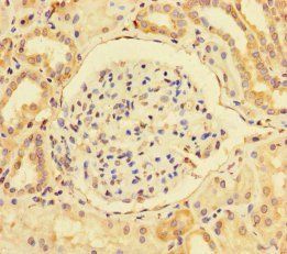 BMI1 Antibody