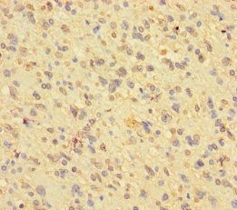 BMI1 Antibody