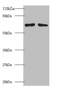 BMI1 Antibody