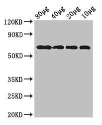 dgcQ Antibody
