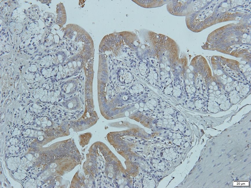 RANK Rabbit Polyclonal Antibody