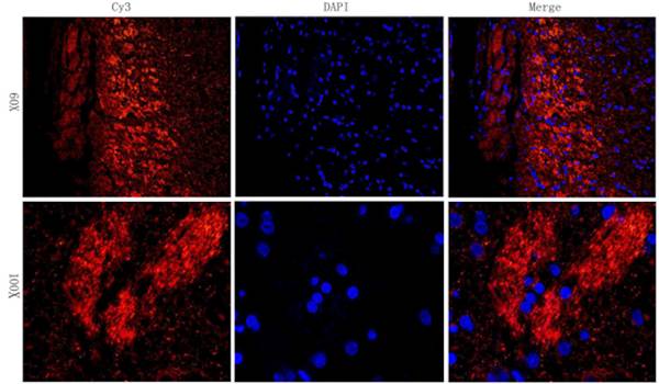 CD206 Rabbit Polyclonal Antibody