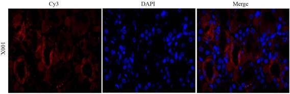CD206 Rabbit Polyclonal Antibody